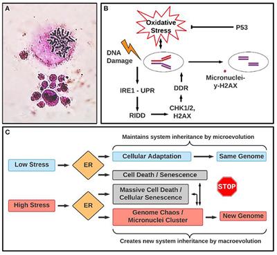 ER Stress and Micronuclei Cluster: Stress Response Contributes to Genome Chaos in Cancer